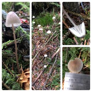 Yellow-stalked Mycena