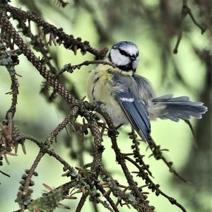 Blue Tit