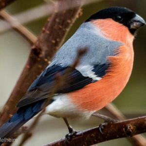 Eurasian Bullfinch