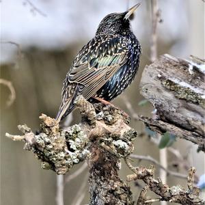 Common Starling