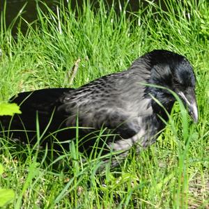 Hooded Crow