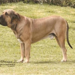 Fila Brasileiro