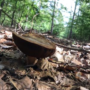 Dotted-stem Bolete