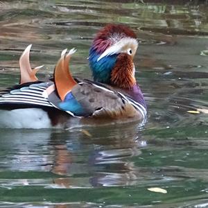 Mandarin Duck