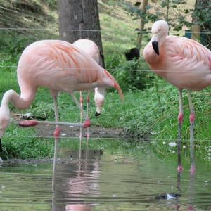 Chilean Flamingo