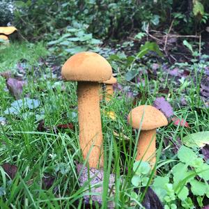 Golden False Pholiota