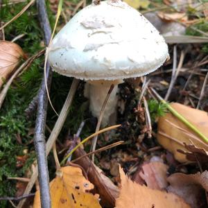 Death Cap