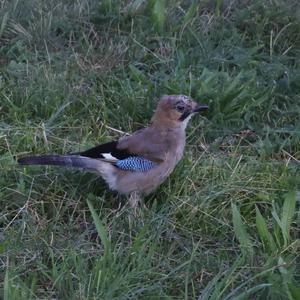 Eurasian Jay