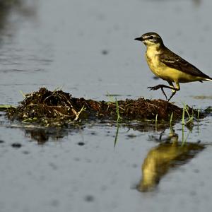 Yellow Wagtail