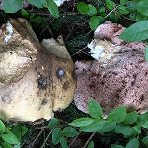 Bitter Bolete