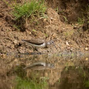 Common Sandpiper