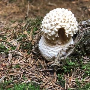 Fly Agaric