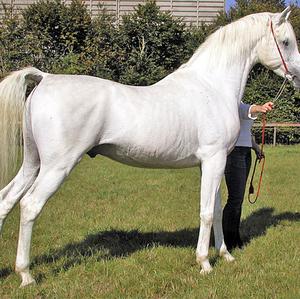 Arabian Horse