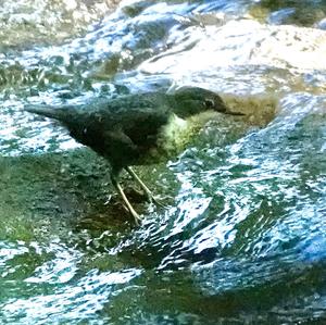 White-throated Dipper