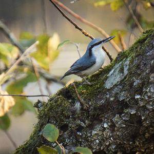 Wood Nuthatch