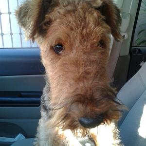 Airedale Terrier