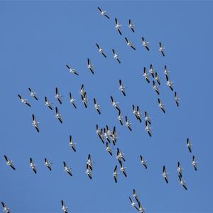 American White Pelican