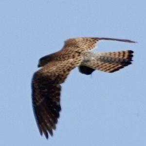 Common Kestrel