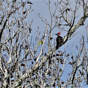 Pileated Woodpecker