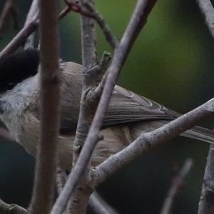 Marsh Tit