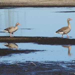 Greylag Goose