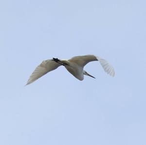 Great Egret