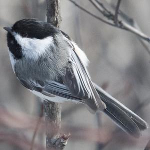 Black-capped Chickadee