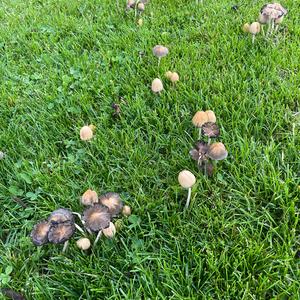 Non-inky Coprinus