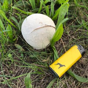 Giant Puffball