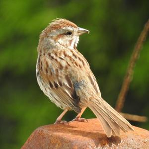 Song Sparrow