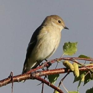 Spotted Flycatcher