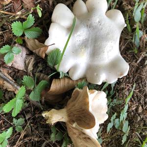 Sweetbread Mushroom