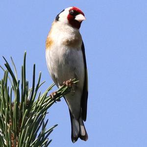 European Goldfinch