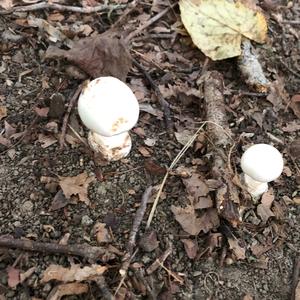 Destroying Angel