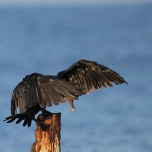 Double-crested Cormorant