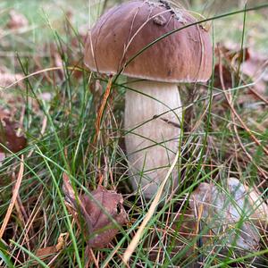 King Bolete