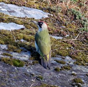 Eurasian Green Woodpecker