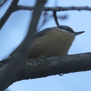 Wood Nuthatch