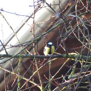 Great Tit