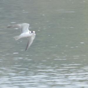 Black Tern