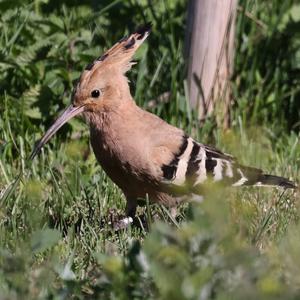 Eurasian Hoopoe