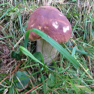 King Bolete