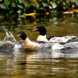 Common Merganser