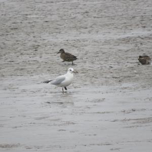 Black-headed Gull