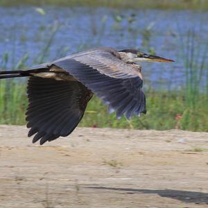 Grey Heron