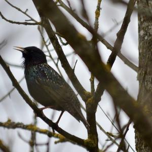 Common Starling