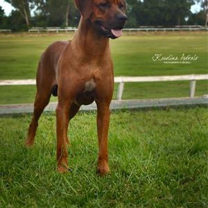 Rhodesian Ridgeback