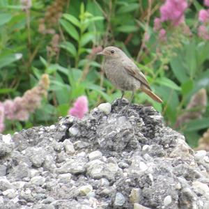 Black Redstart