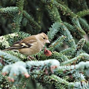 Eurasian Chaffinch