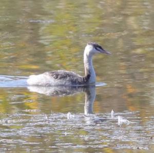 Great Crested Grebe